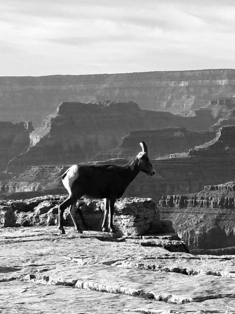 Black and white image of a bighorn sheep standing on a rocky edge with canyons in the background.