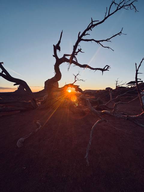       Tree with sun flare viewed through branches at sunset.
  