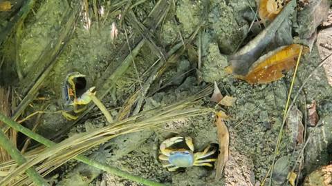       Crabs on a muddy riverbank.
  