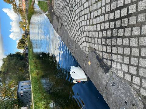 Swan swimming in a canal with a paved path.