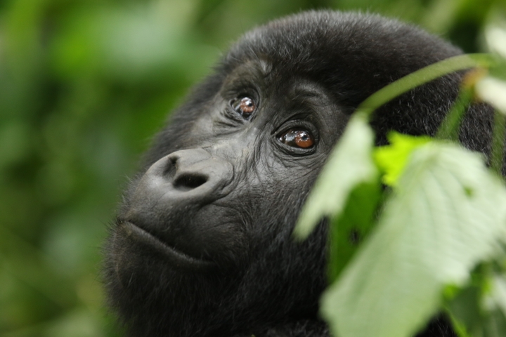      Close-up of a gorilla among green foliage.
  