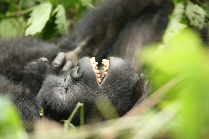       Gorilla lying among the leaves with a content expression.
  