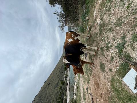 Two cows near a grassy hill and small stone building.