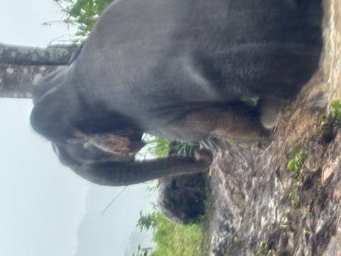 Blurry image of elephants in a natural setting.