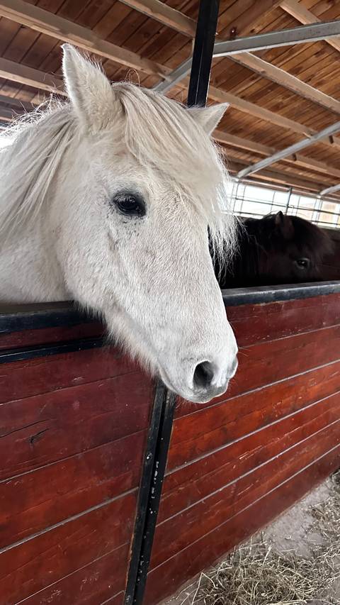 Icelandic horses peering over a stable fence.