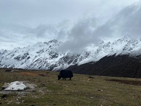       A yak grazing in a hilly landscape with snowy mountains in the background.
  