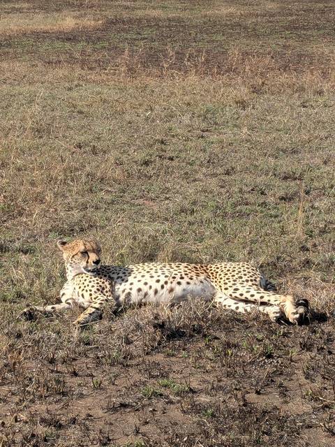 A cheetah lying on the grass in a wildlife reserve.