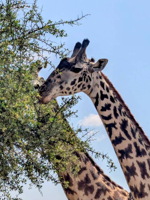A giraffe eating leaves from a tree.