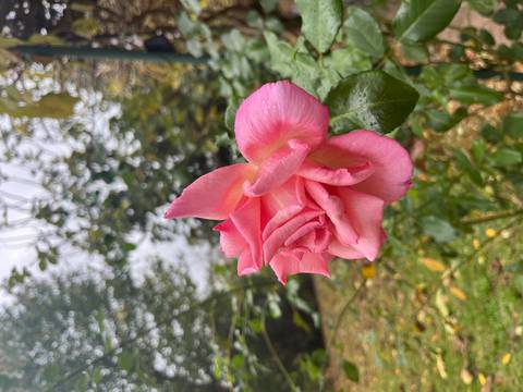 Close-up of a pink rose in a garden.