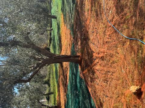 Trees with netting spread on the ground in an orchard.