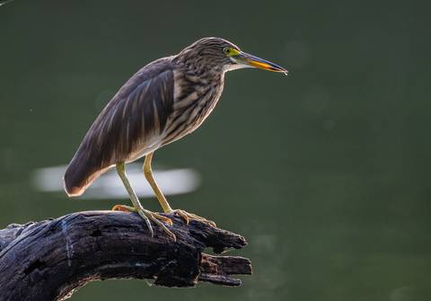 Bird perched on a piece of wood with a blurred background.