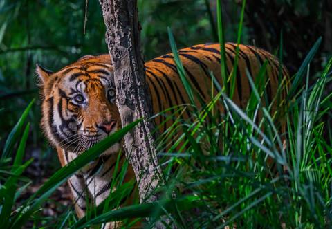       A majestic tiger partially concealed by grass.
  
