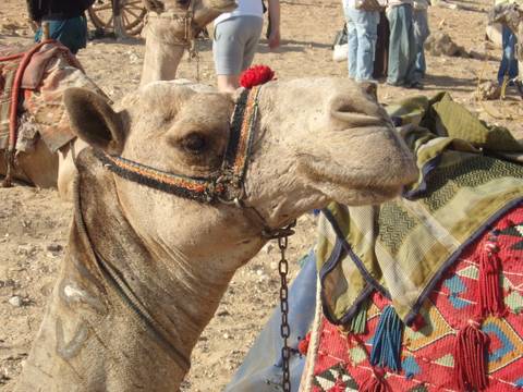 Close-up of a camel with traditional colorful adornments.