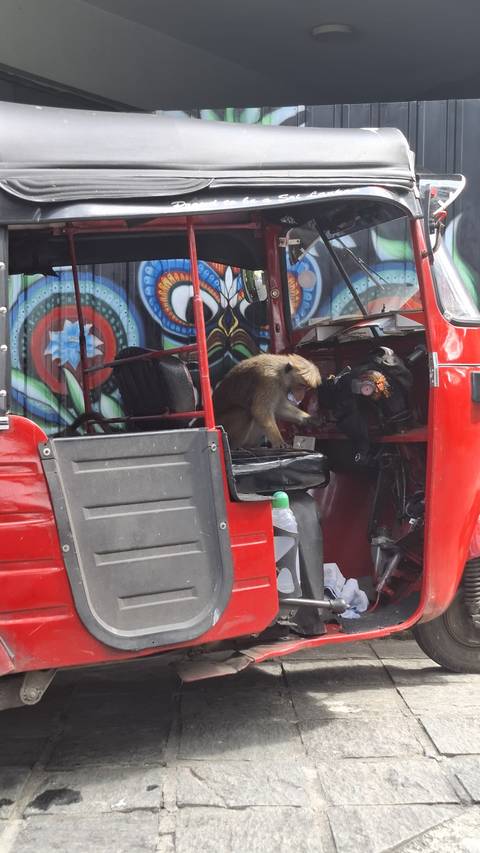       A monkey sitting on a tuk-tuk.
  