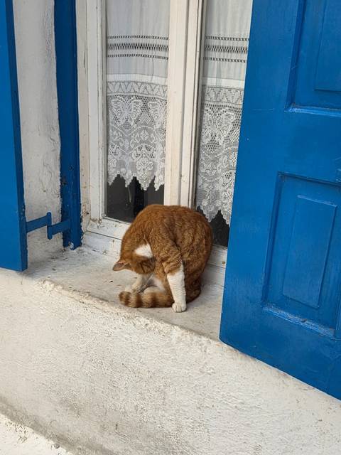 Cat sitting on a windowsill by a blue shutter.