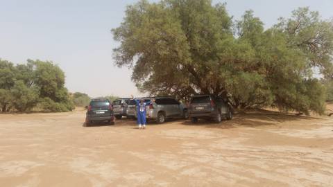       Cars parked under a tree in a desert area.
  