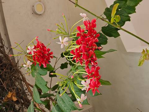       Red and white flowers blooming on a branch.
  