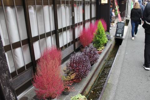 Vibrant street with colorful flowers and people passing by.