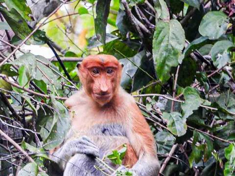       Photo d'avis client sur Aventure au Sabah 
  