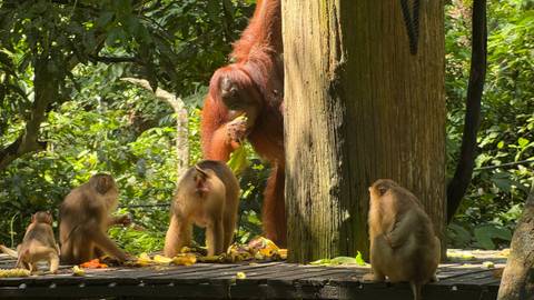       Orangutan with other monkeys in a forest setting.
  