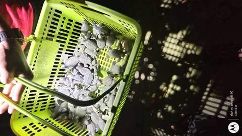       Basket filled with baby turtles under a light.
  