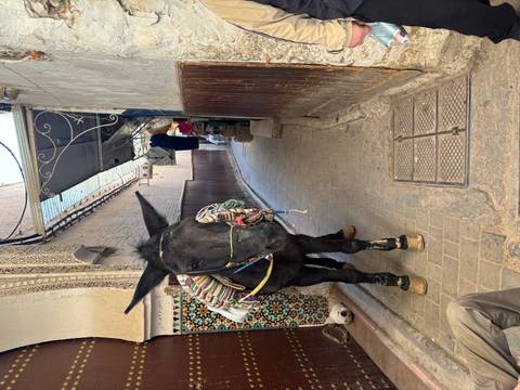       Donkey standing in a narrow alley.
  