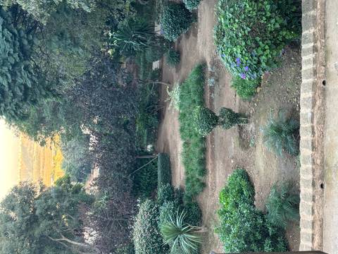       Garden with lush greenery and flowering plants.
  