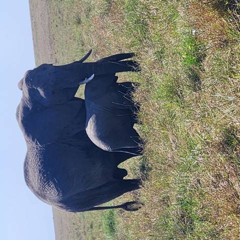      Elephant and calf standing in a grassy field
  