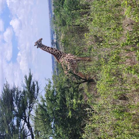       Giraffe standing amongst bushes in the savannah
  