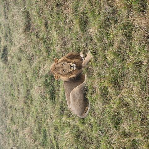       Lion resting on grassy plains
  