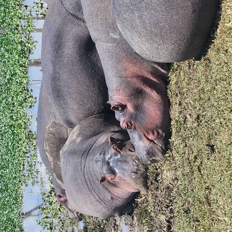       Hippos resting by the water's edge
  