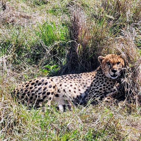       Cheetah resting in tall grass, facing the camera
  