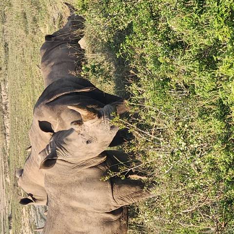       Two rhinoceroses grazing in a grassy area.
  