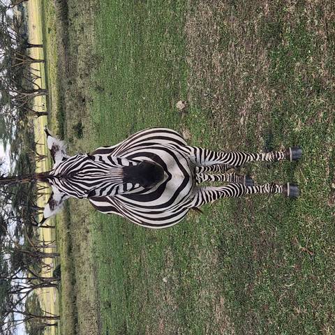       A zebra standing on grass in a savannah setting.
  