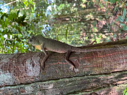       Lizard climbing on a tree trunk in the forest.
  