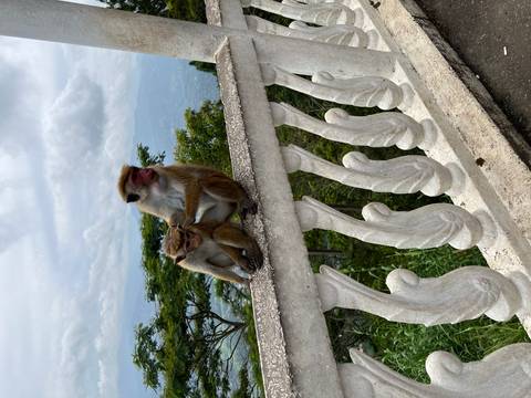 Two monkeys sitting on a white stone railing with trees and cloudy sky in the background.