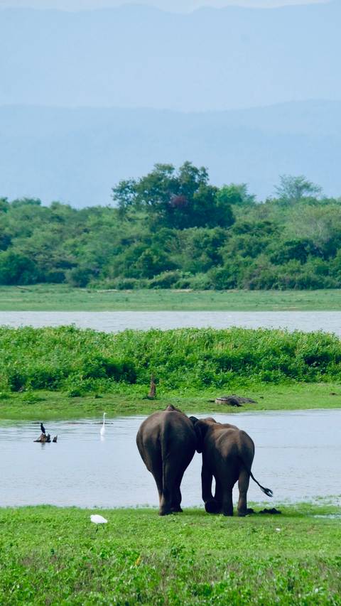       Wide view of a grassy riverbank with scattered wildlife.
  