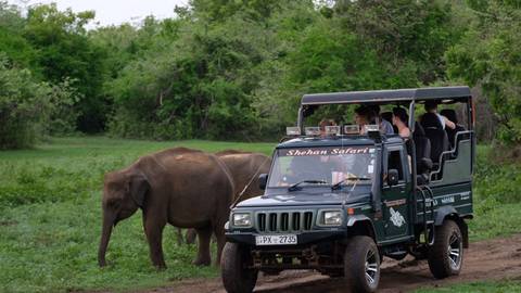       Safari vehicle with tourists viewing elephants in the wild.
  