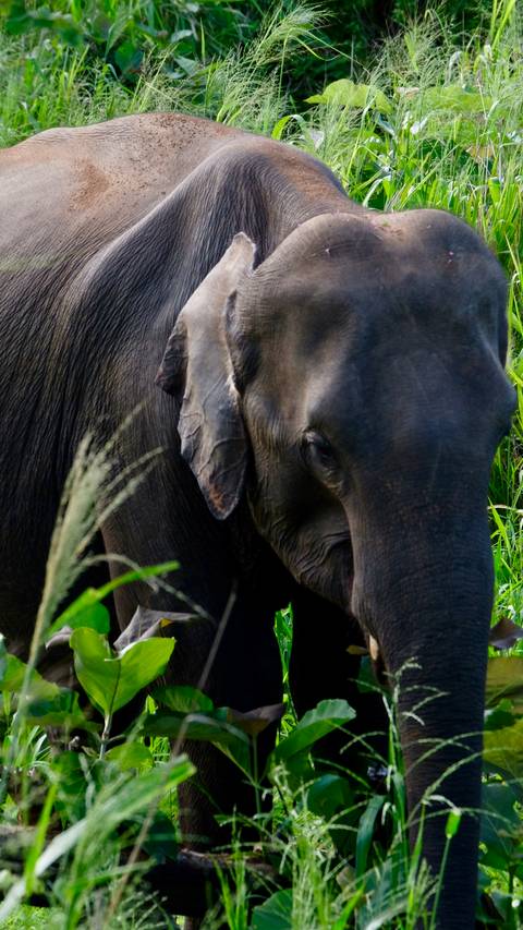       Close-up of an elephant against lush green vegetation.
  