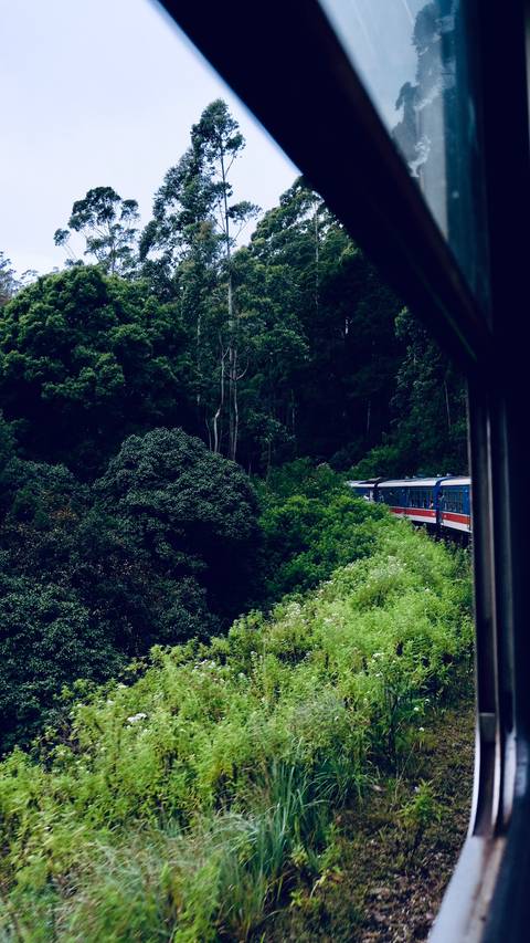       Train moving through a lush forest.
  