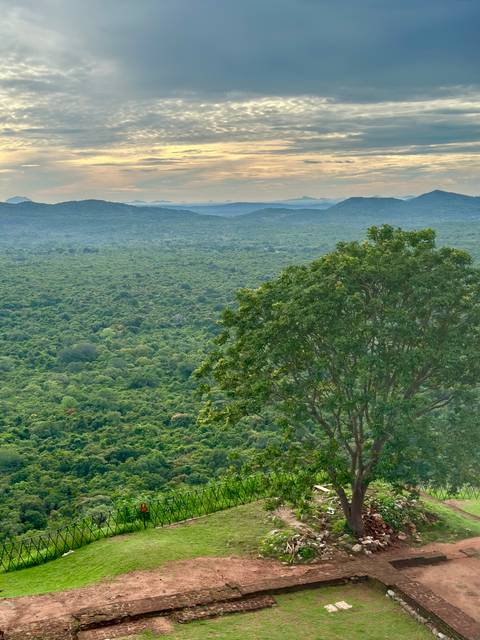       View of dense forest and distant mountains.
  
