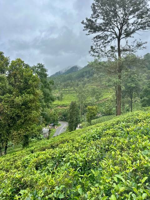       Green hills with a winding road.
  