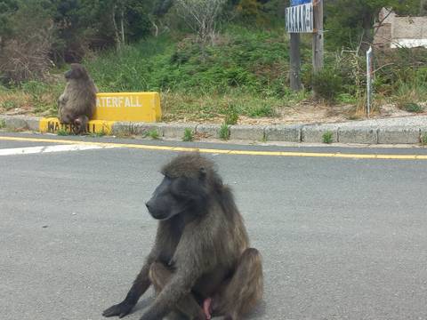 Two baboons sitting by the roadside.