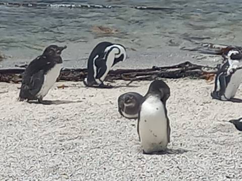       Penguins on a sandy beach area.
  