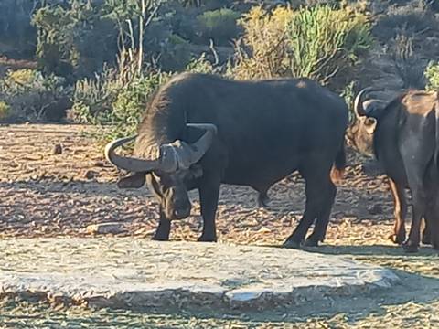       A buffalo in a dry landscape.
  