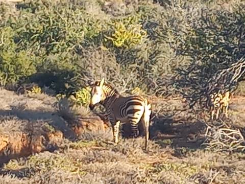 Zebra standing in a bushy landscape.