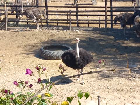       Ostrich in a fenced area.
  