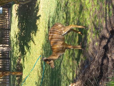 Small antelope in a grassy area.