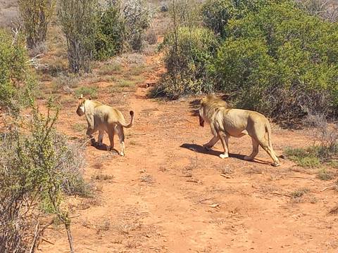       Lions walking through a grassy plain.
  