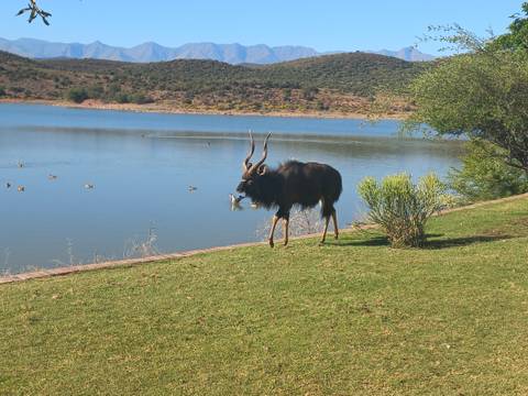 Large antelope by a lake.